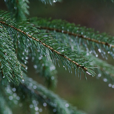 Pine | Hungary