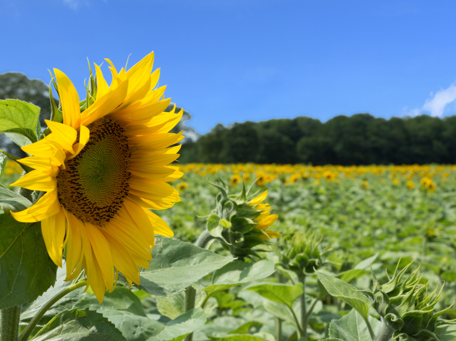 Benefits of Carefree Joy