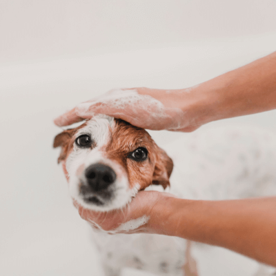 Brown and white dog being bathed