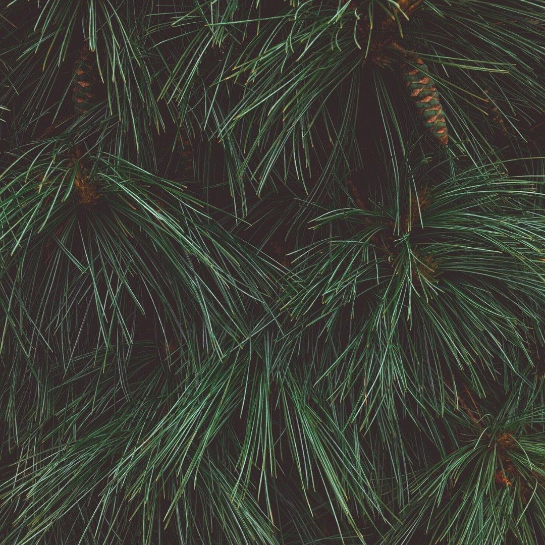 The Benefits of Pine | C&Co.® Handcrafted Skincare