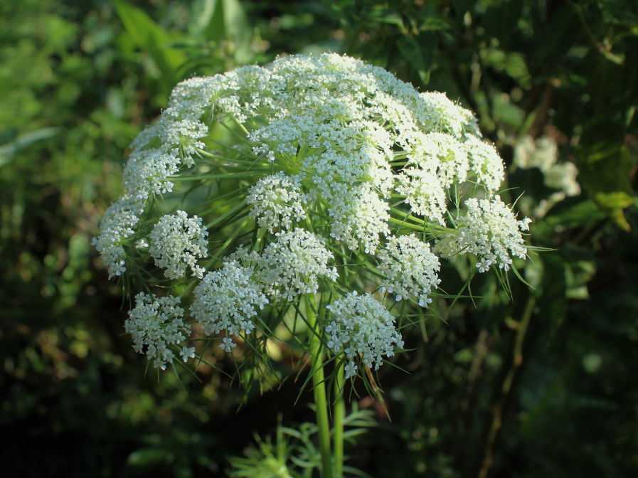 Skin Benefits of Carrot Seed Oil