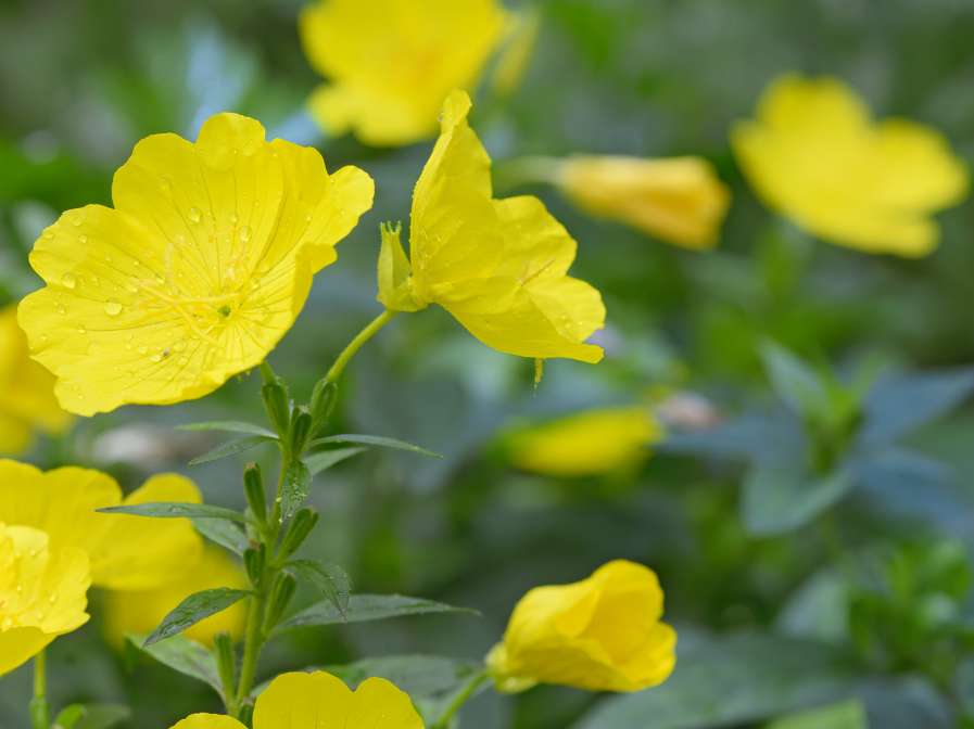 Skin Benefits of Evening Primrose Oil