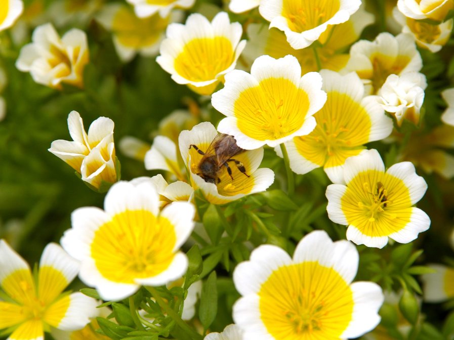 Skin Benefits of Meadowfoam Seed Oil