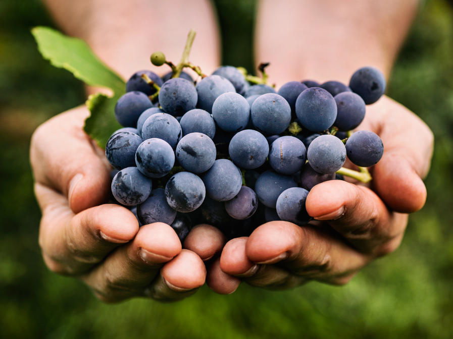 What Are Polyphenols?