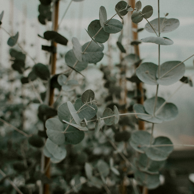 Eucalyptus | CHINA